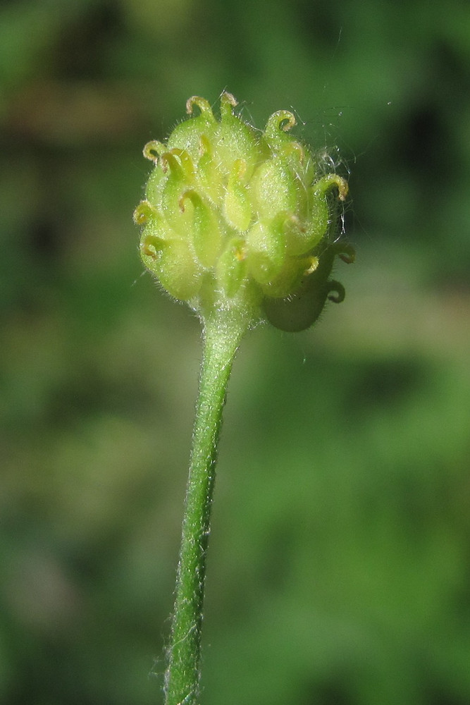 Image of Ranunculus auricomus specimen.