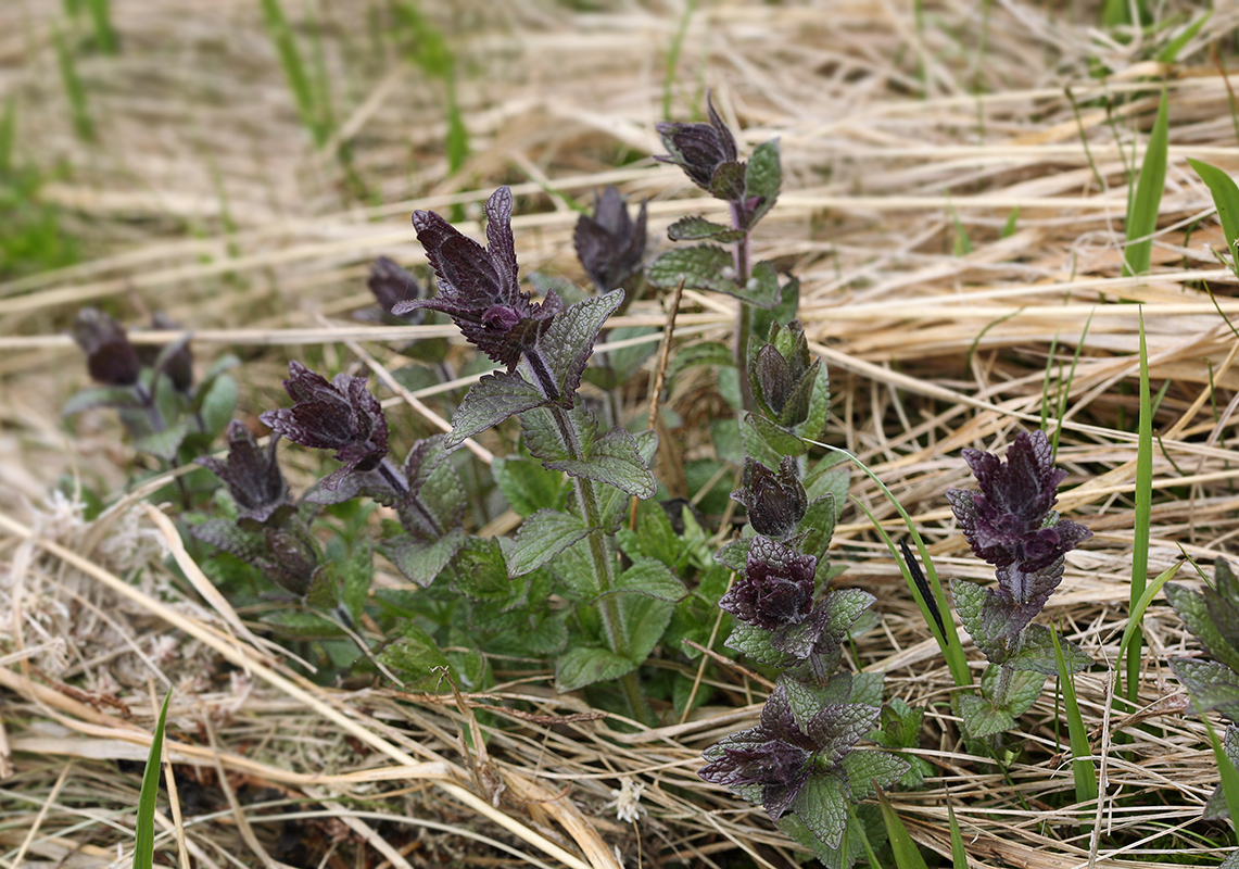 Image of Bartsia alpina specimen.