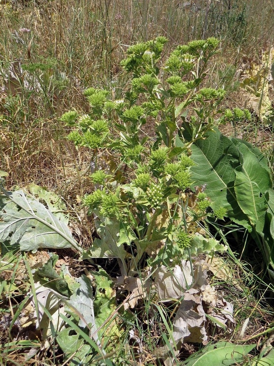 Изображение особи Cousinia triflora.