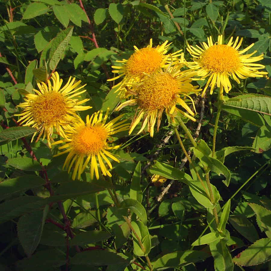 Image of Inula britannica specimen.