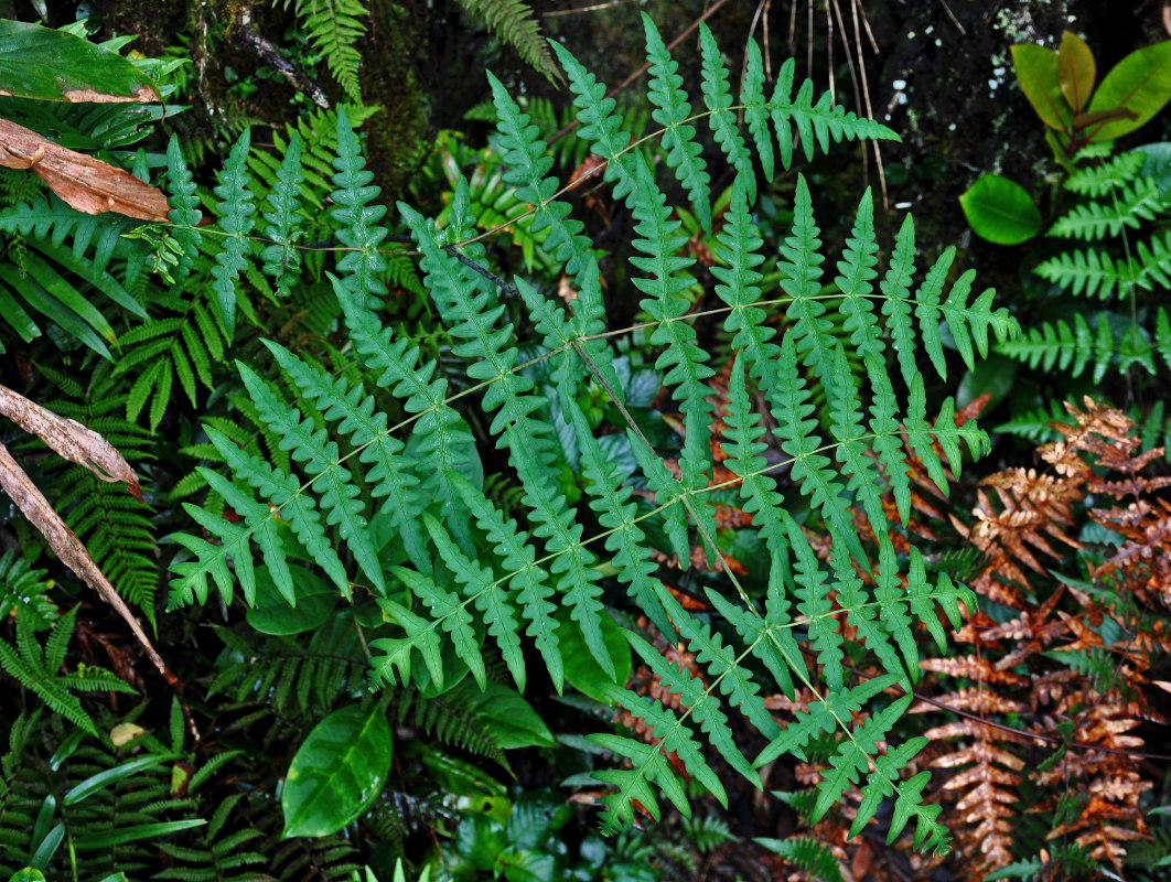 Image of Histiopteris incisa specimen.