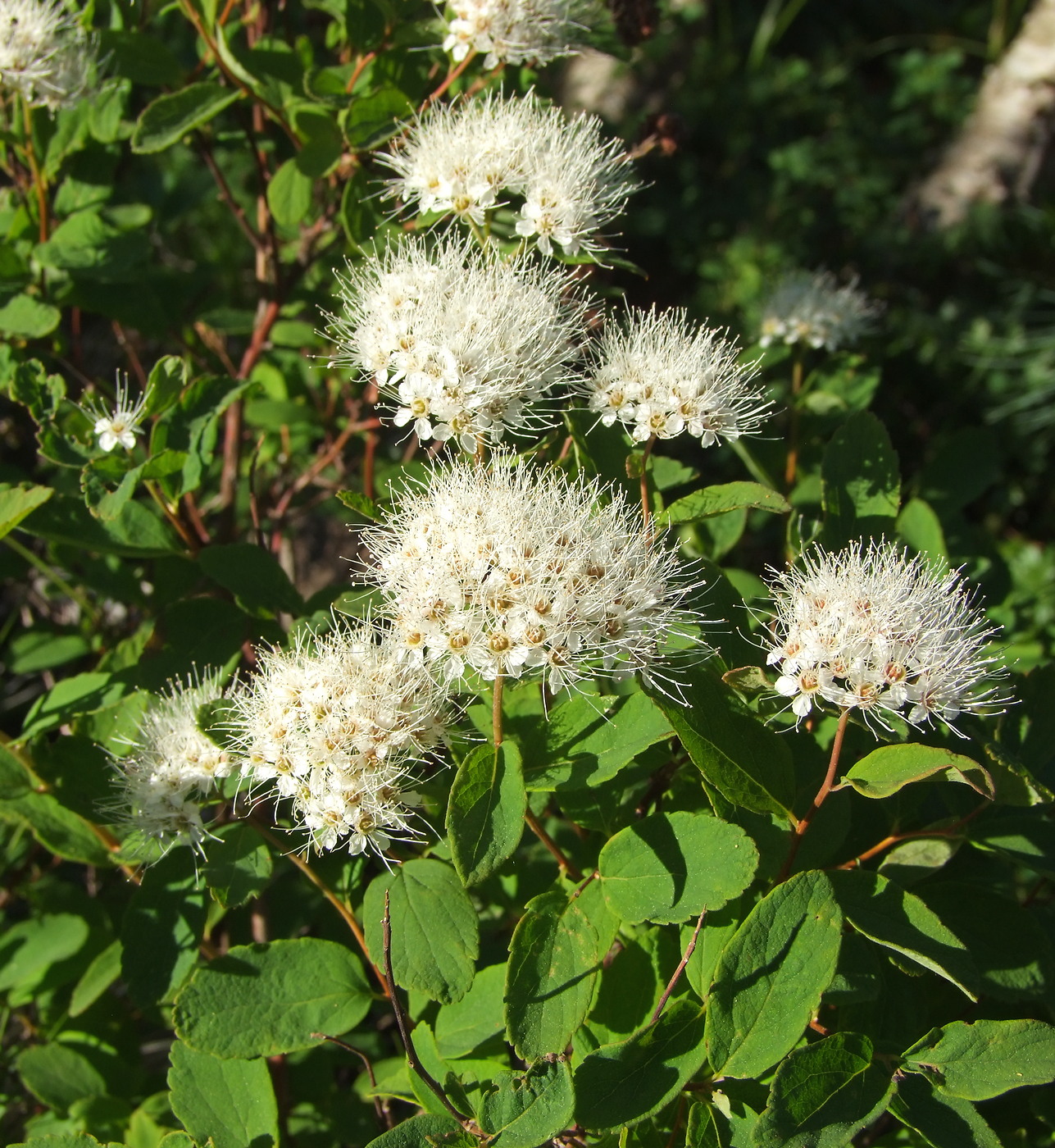 Image of Spiraea beauverdiana specimen.