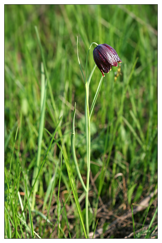 Image of Fritillaria meleagroides specimen.