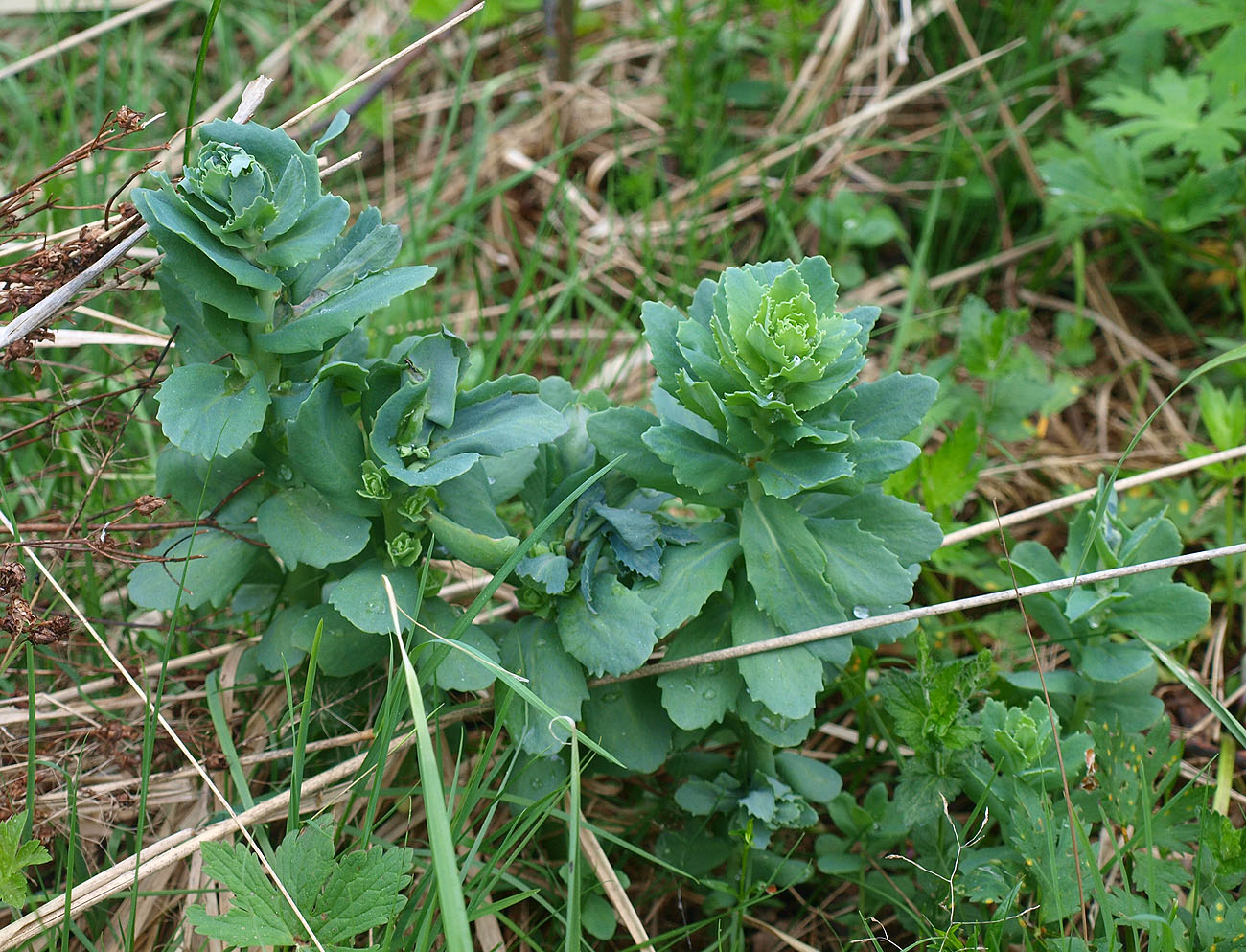 Image of Hylotelephium triphyllum specimen.