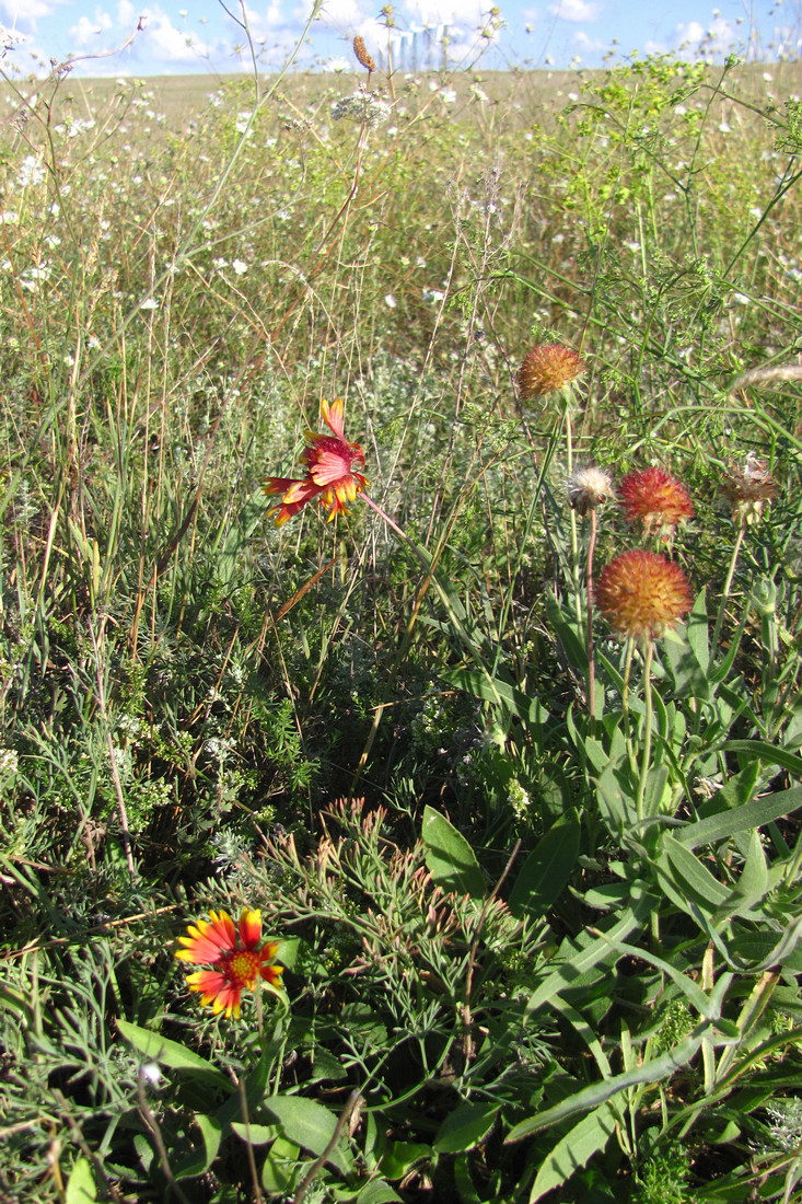 Изображение особи род Gaillardia.