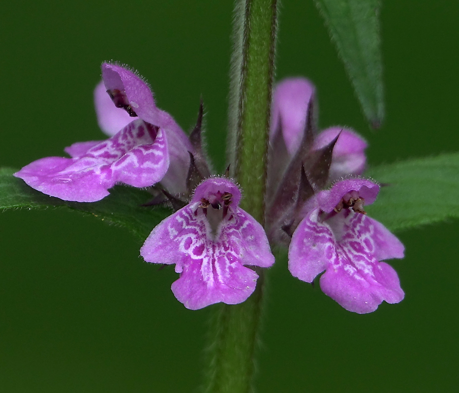 Image of Stachys palustris specimen.