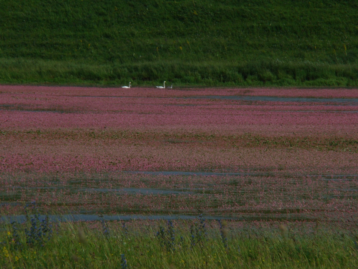 Image of Persicaria amphibia specimen.