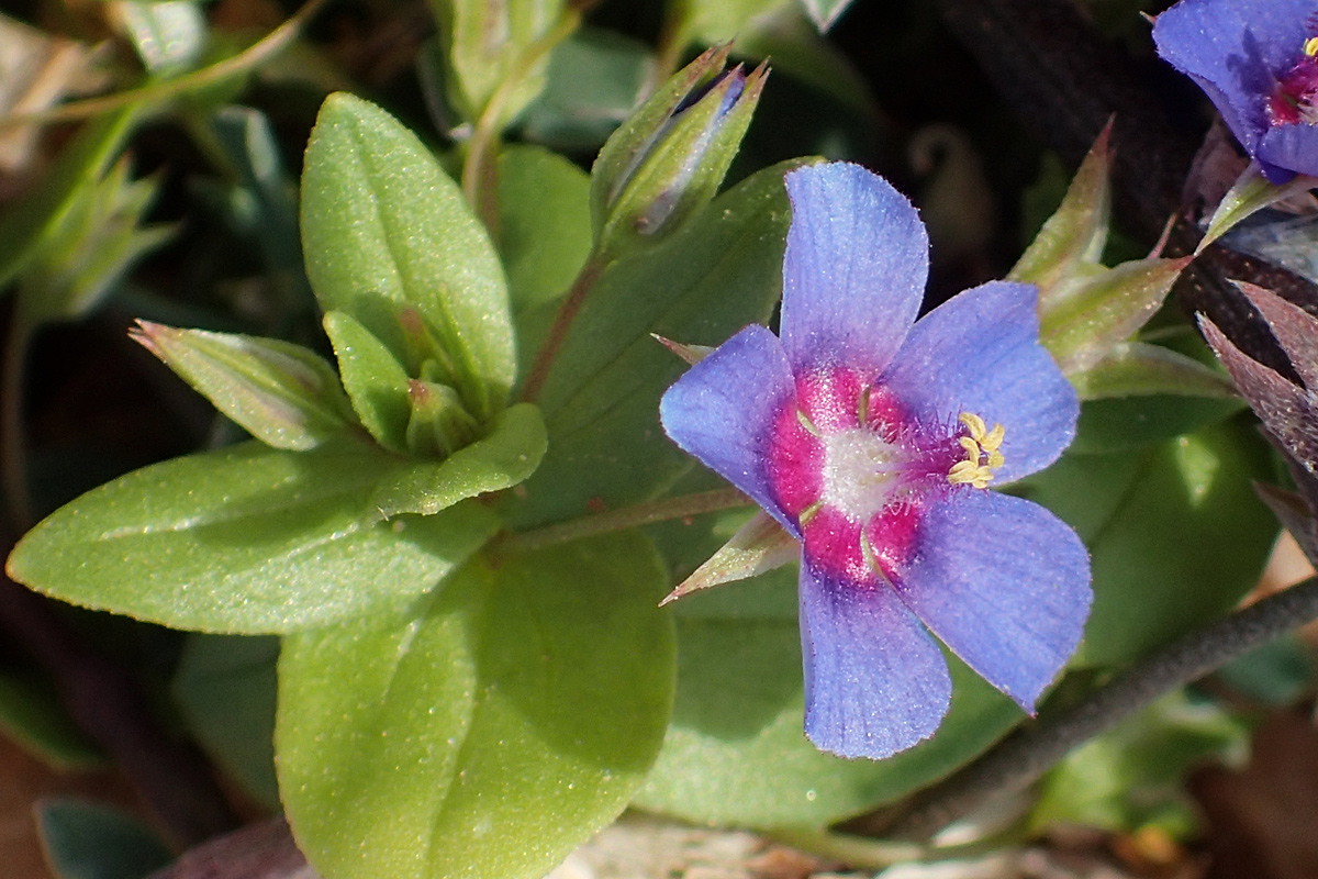 Image of Anagallis arvensis specimen.