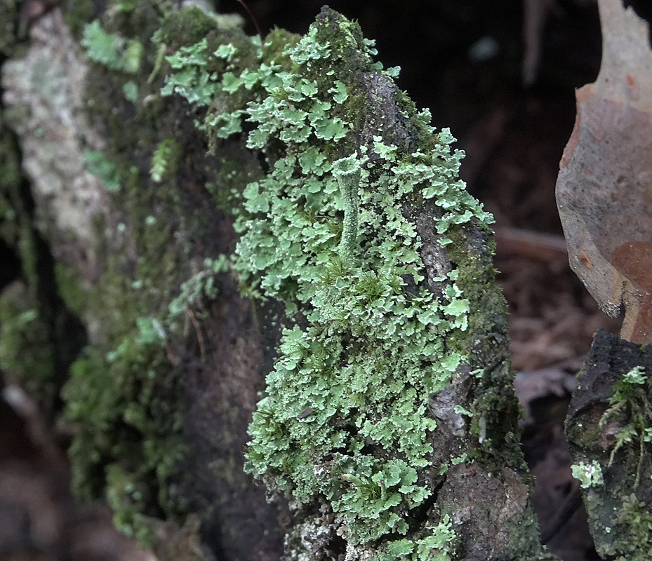 Изображение особи род Cladonia.