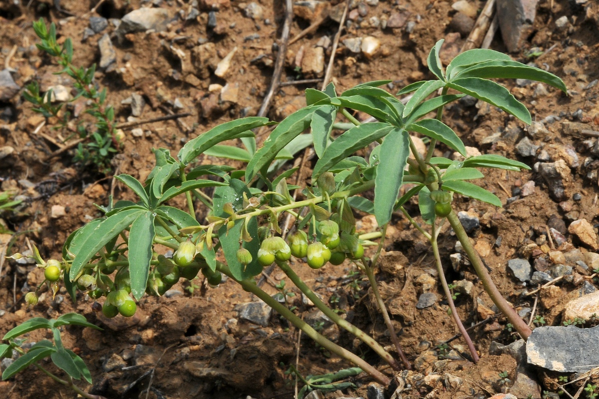 Изображение особи Gymnospermium alberti.