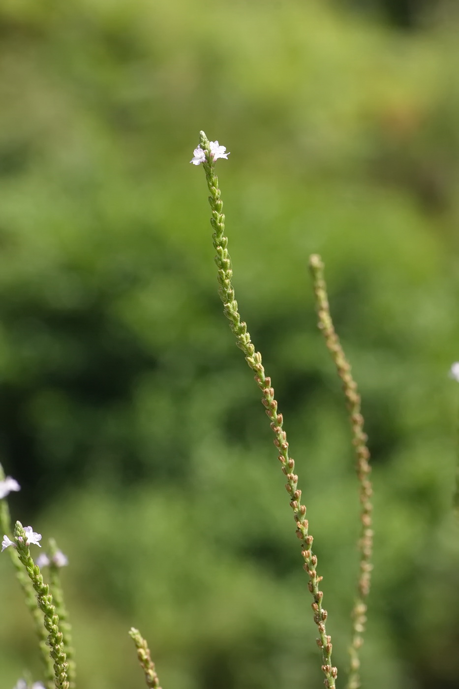 Изображение особи Verbena officinalis.