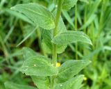 Hesperis sibirica