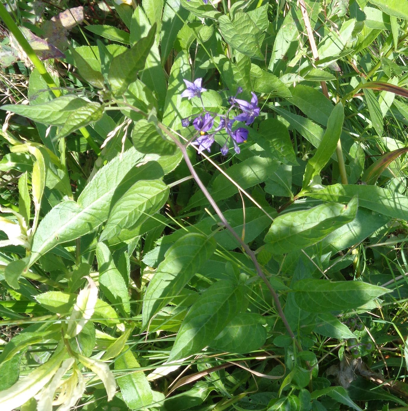 Image of Solanum dulcamara specimen.