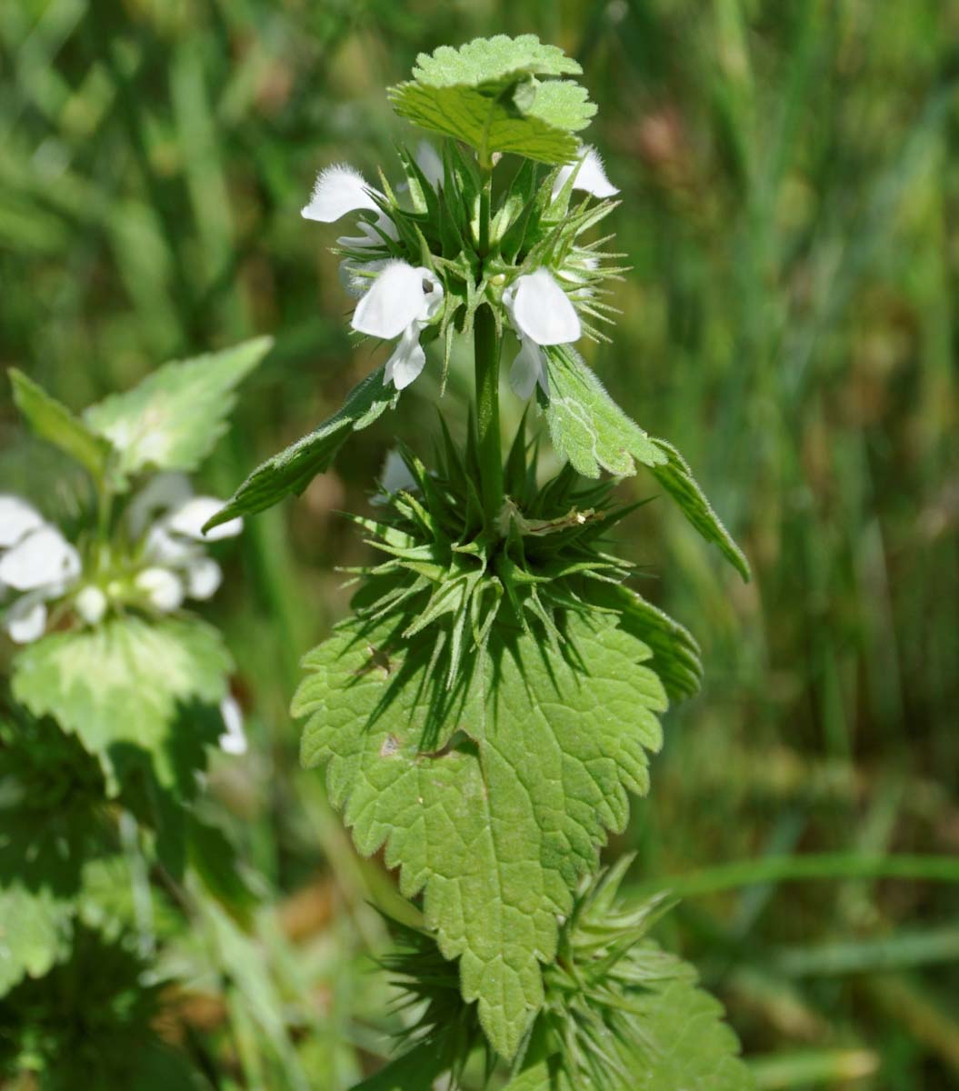 Image of Lamium album specimen.