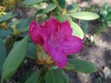 genus Rhododendron. Верхушка побега с цветком и бутонами. Тверская обл., г. Тверь, городской сад, клумба. 16.05.2019.