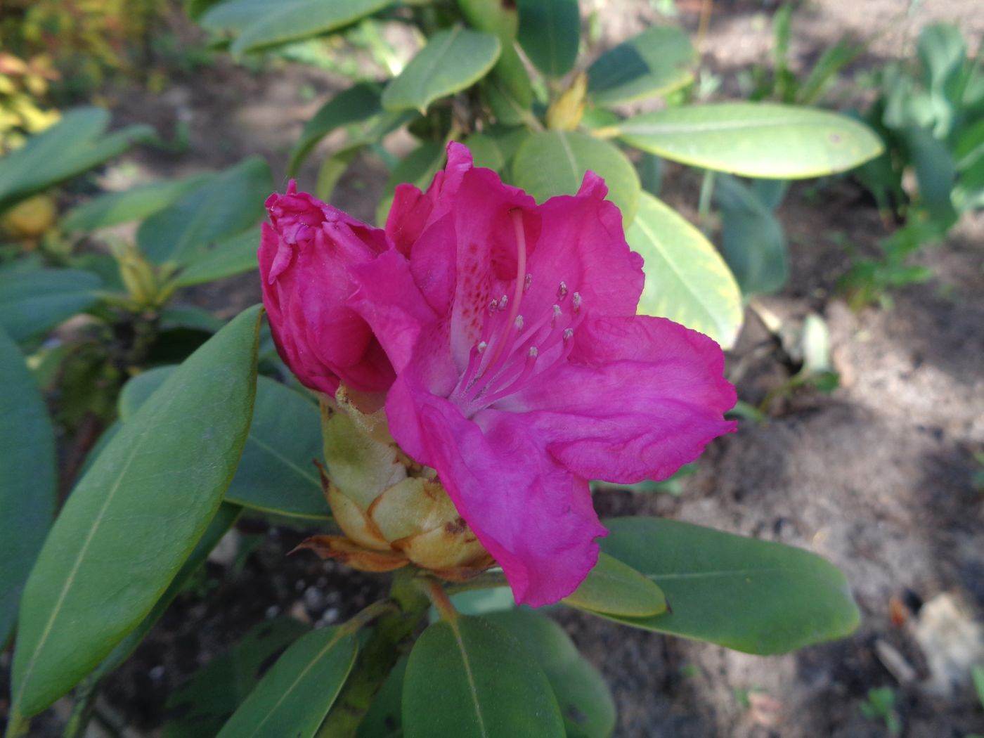 Image of genus Rhododendron specimen.