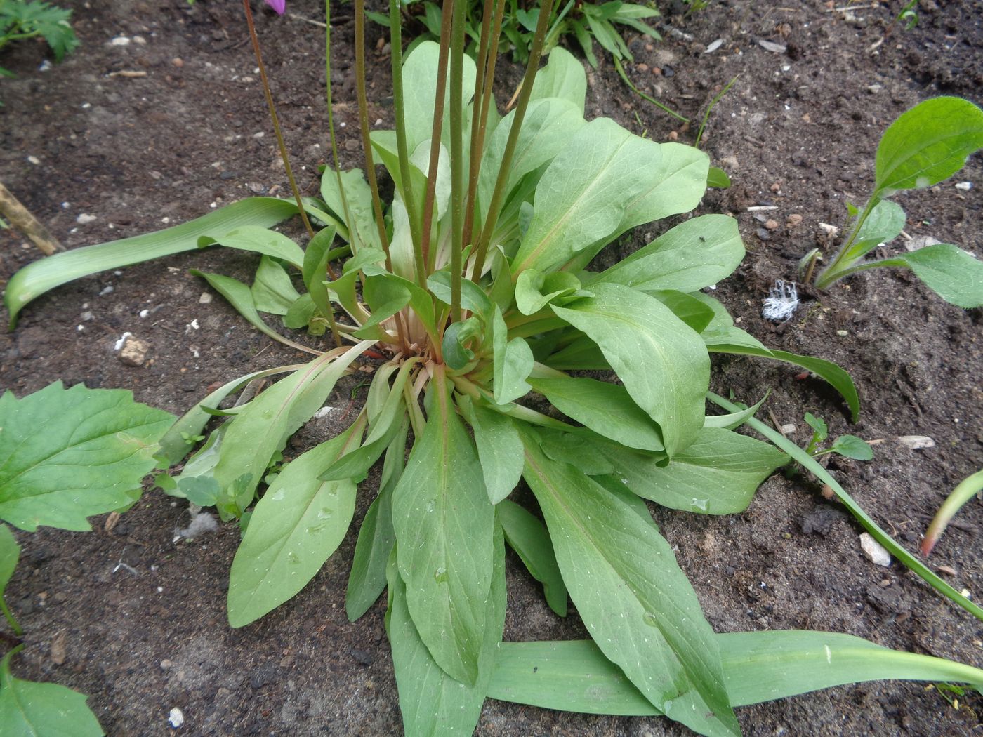 Image of Dodecatheon meadia specimen.