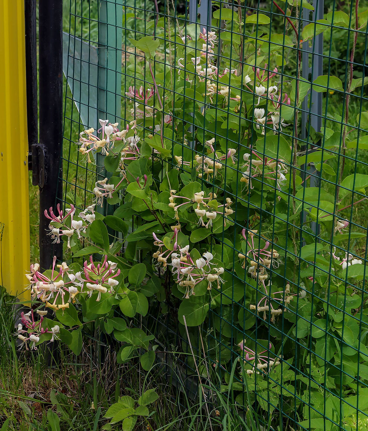 Image of Lonicera caprifolium specimen.