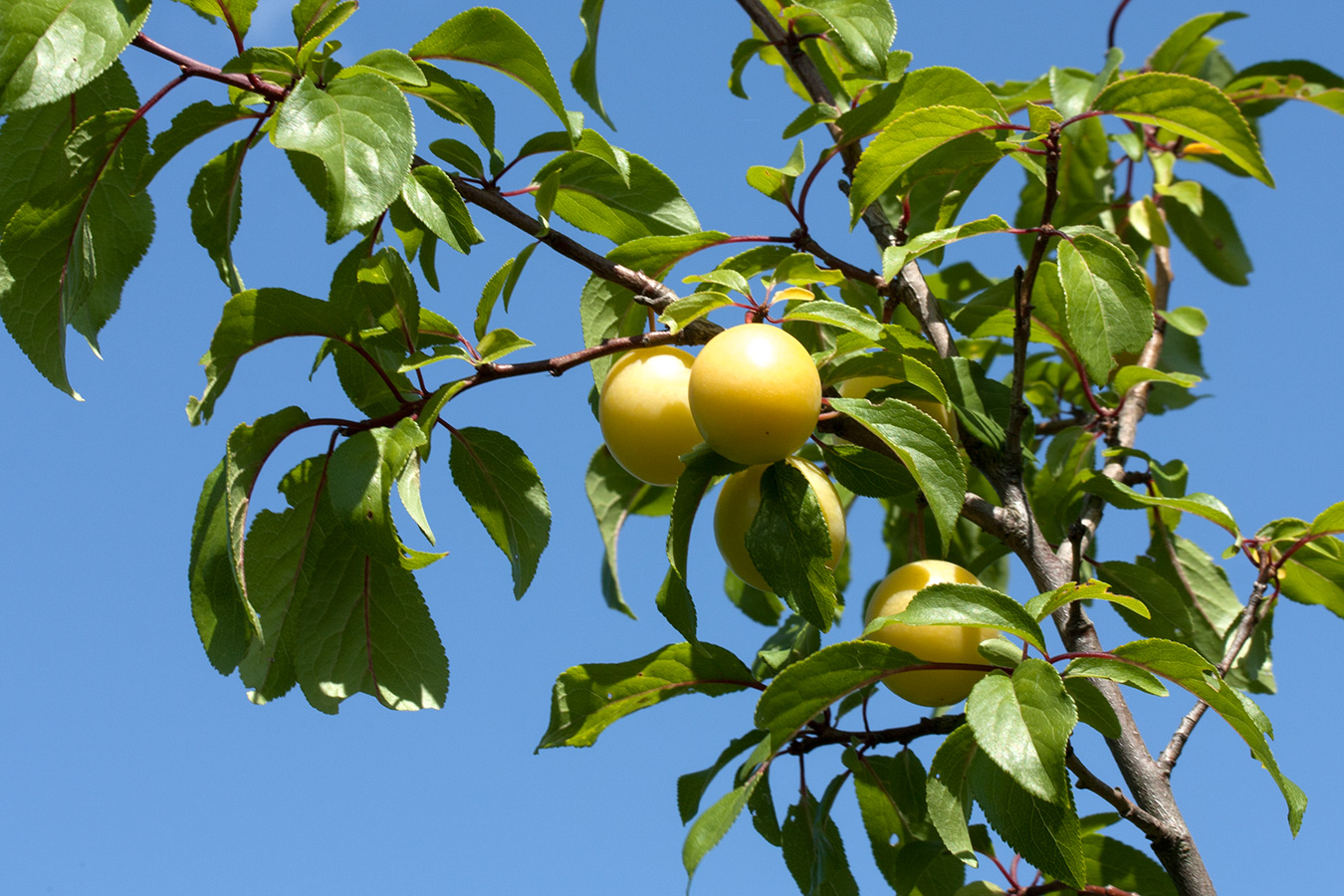 Image of Prunus cerasifera specimen.