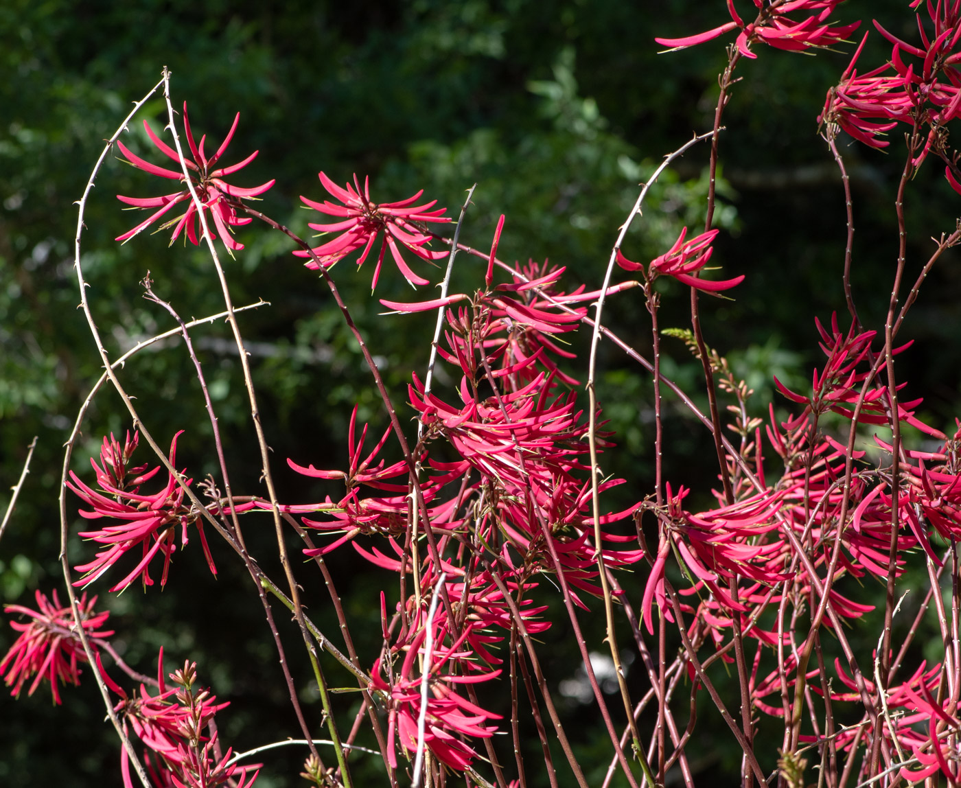 Image of Erythrina herbacea specimen.