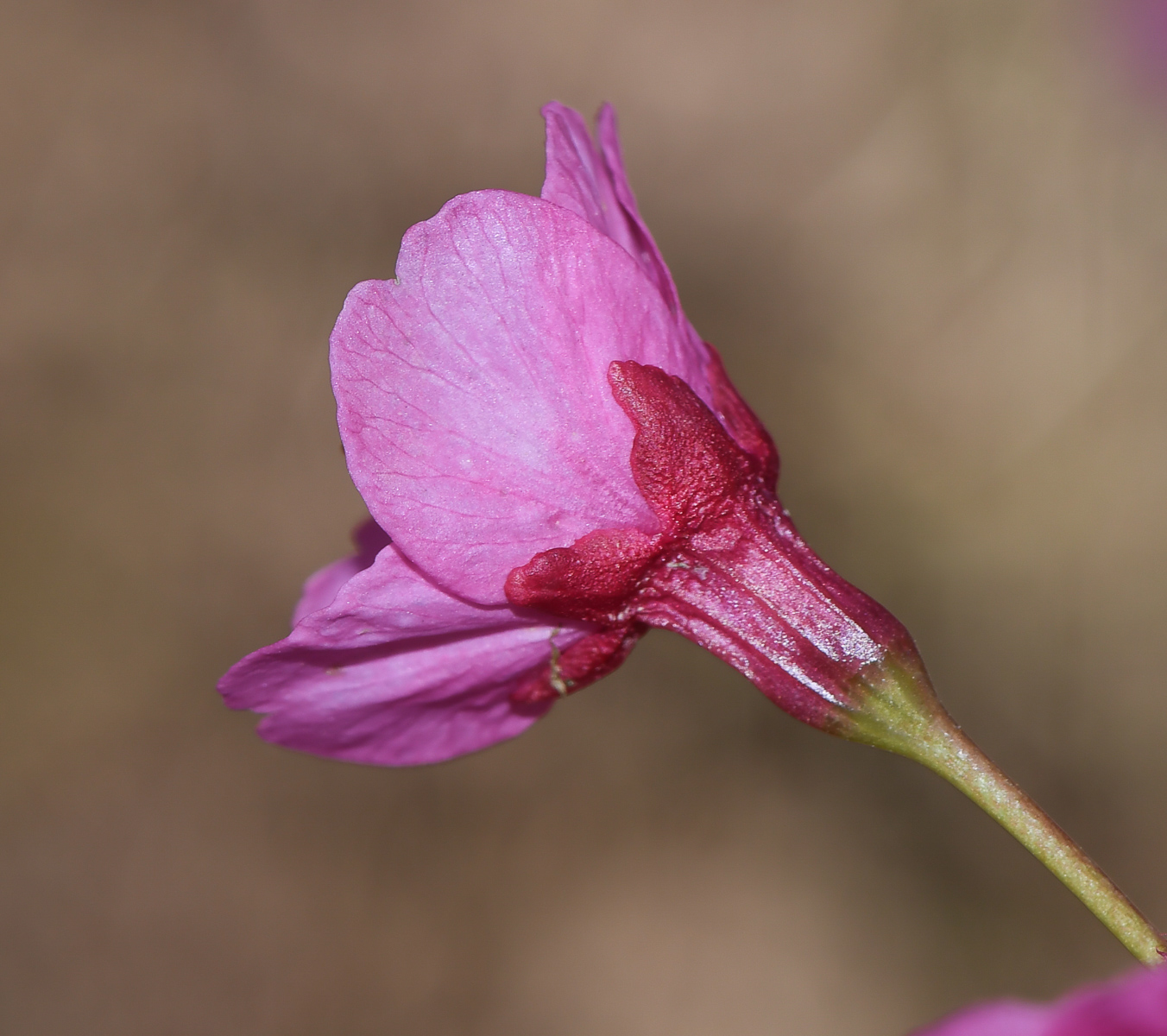 Image of Prunus campanulata specimen.