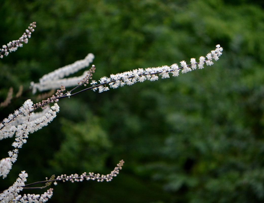 Image of genus Cimicifuga specimen.