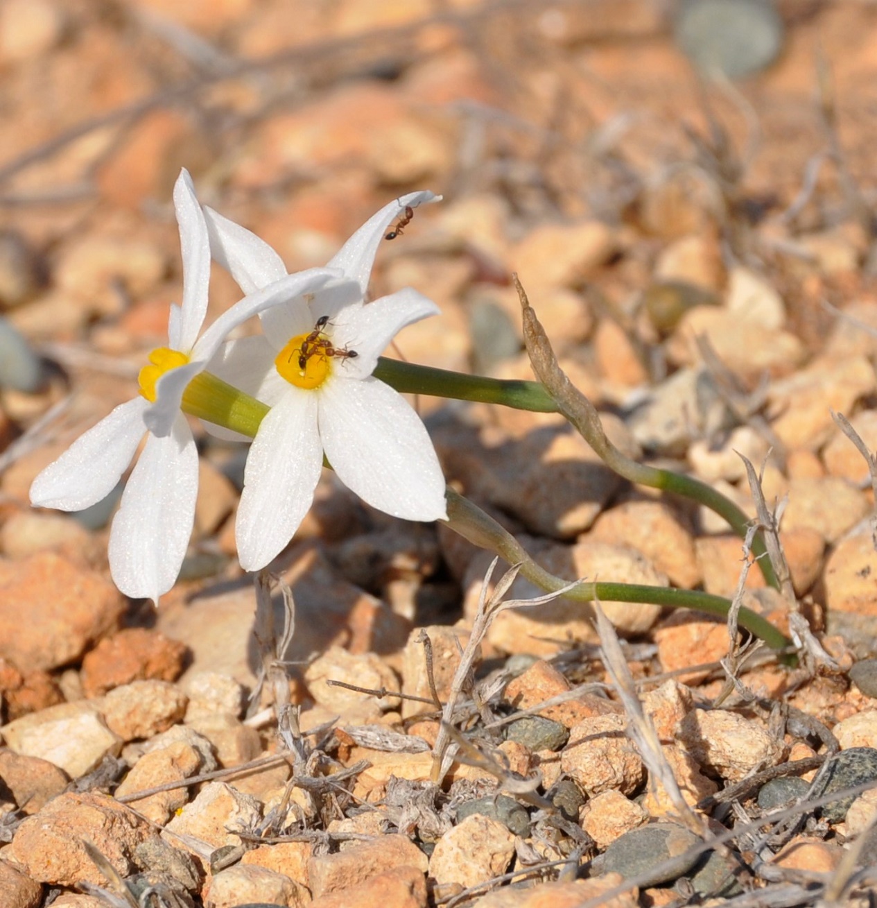 Изображение особи Narcissus obsoletus.