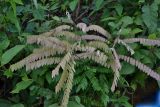 Смотреть изображение род Phyllanthus