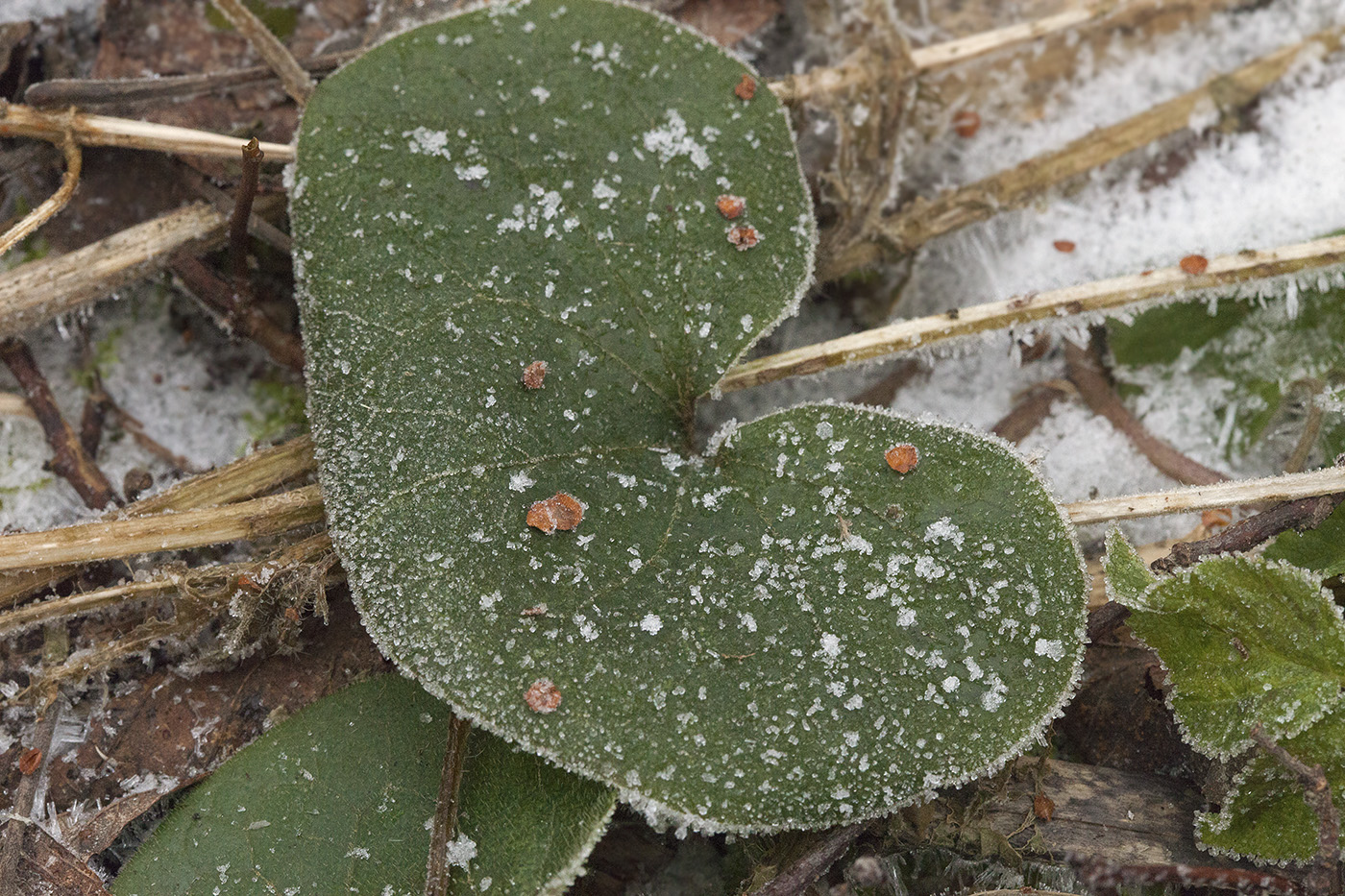 Изображение особи Asarum europaeum.