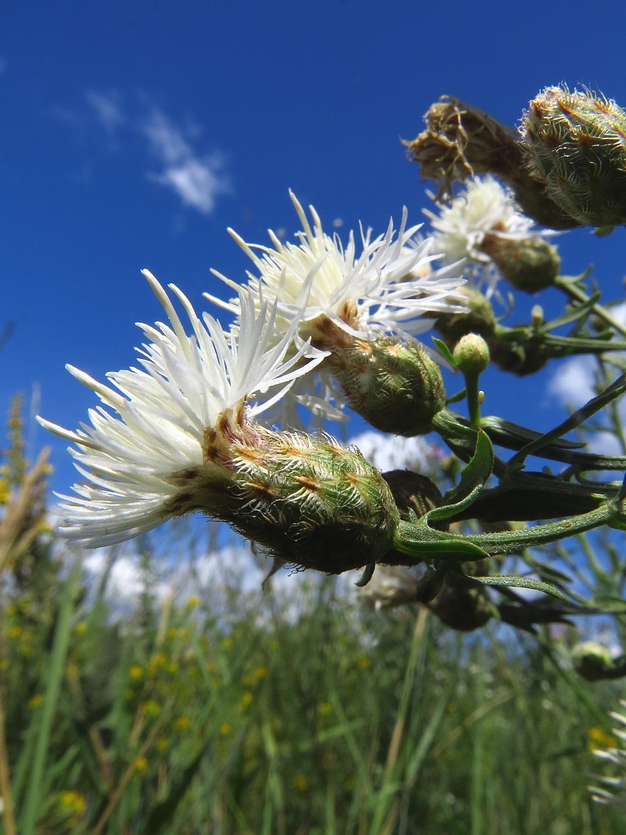 Изображение особи род Centaurea.