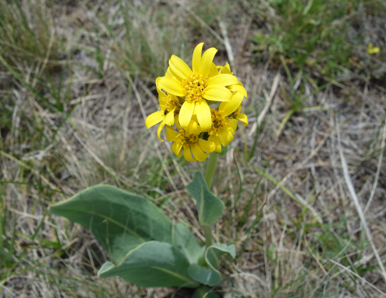 Image of Ligularia alpigena specimen.