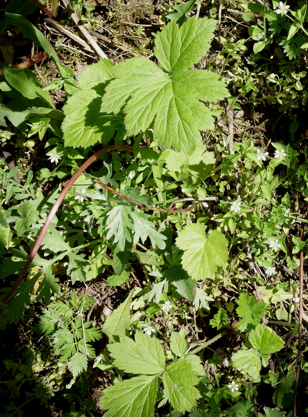 Image of genus Geum specimen.