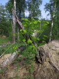 Euphorbia borealis. Цветущее растение на комле вывороченной берёзы. Томск, лесопарк \"Солнечная роща\". 21.05.2020.