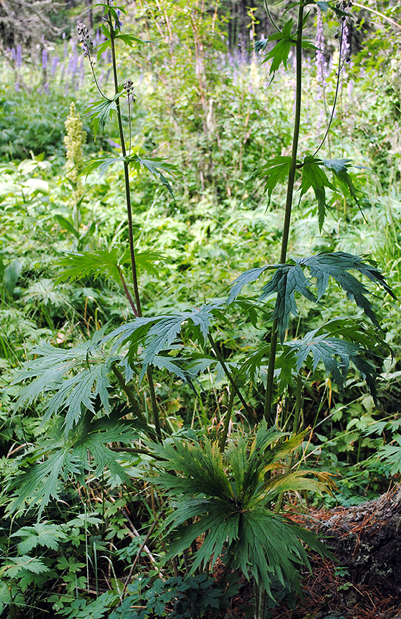 Image of Aconitum leucostomum specimen.