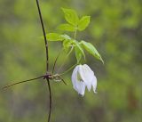 Смотреть изображение Atragene sibirica