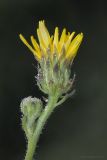 Picris hieracioides