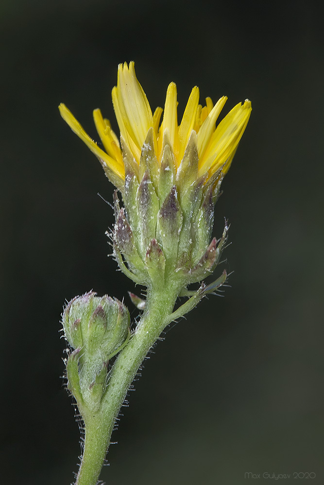 Image of Picris hieracioides specimen.