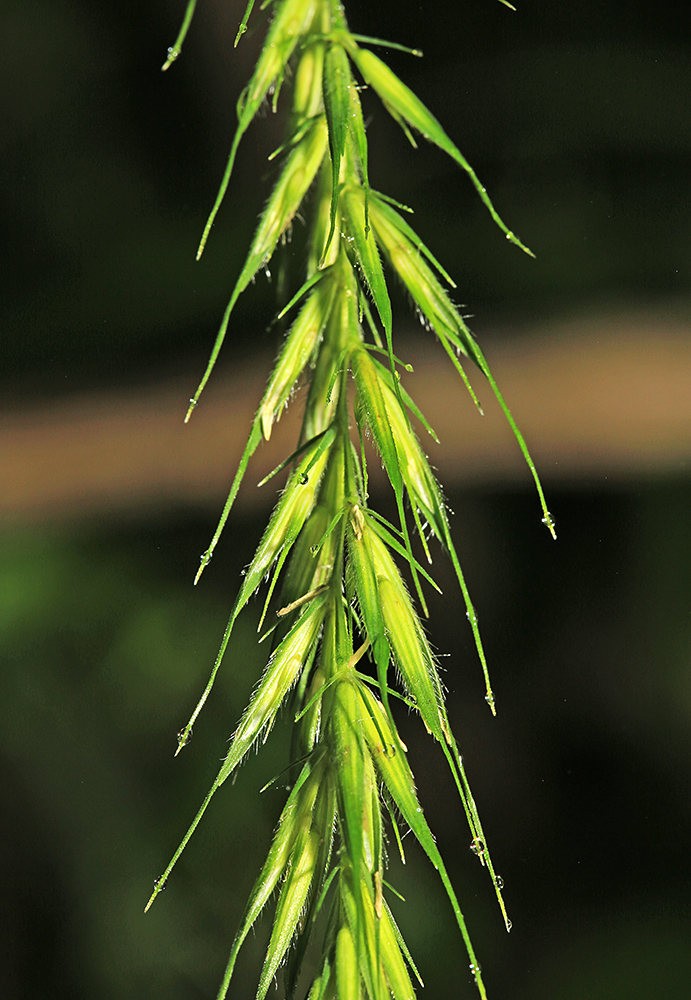 Image of Hystrix komarovii specimen.