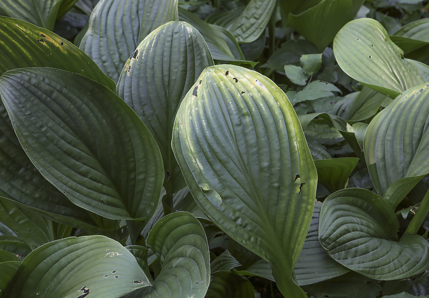 Image of genus Hosta specimen.