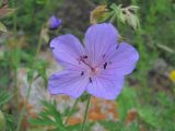 genus Geranium. Цветок. Кабардино-Балкария, Эльбрусский р-н, окр. с. Нейтрино, ок. 1800 м н.у.м., каменистый склон. 05.07.2020.