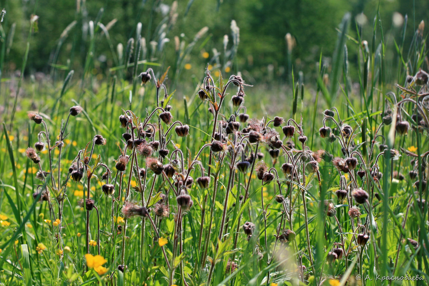 Image of Geum rivale specimen.