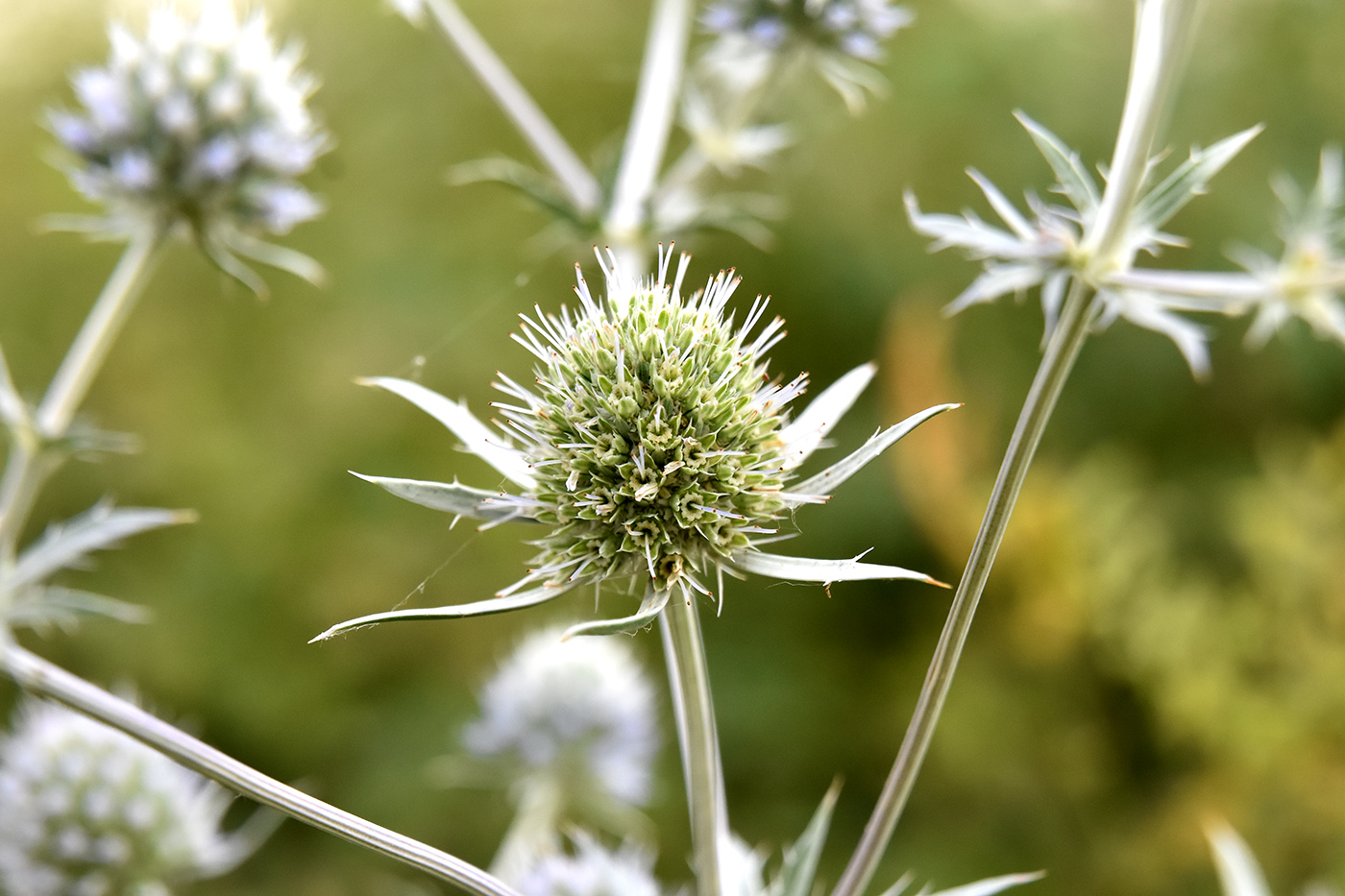 Изображение особи Eryngium planum.