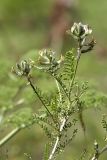 Astragalus neolipskyanus. Верхушка растения с соцветиями. Южный Казахстан, хр. Боролдайтау, северный склон (южнее Васильевки). 08.05.2010.