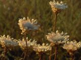Смотреть изображение Centaurea margarita-alba