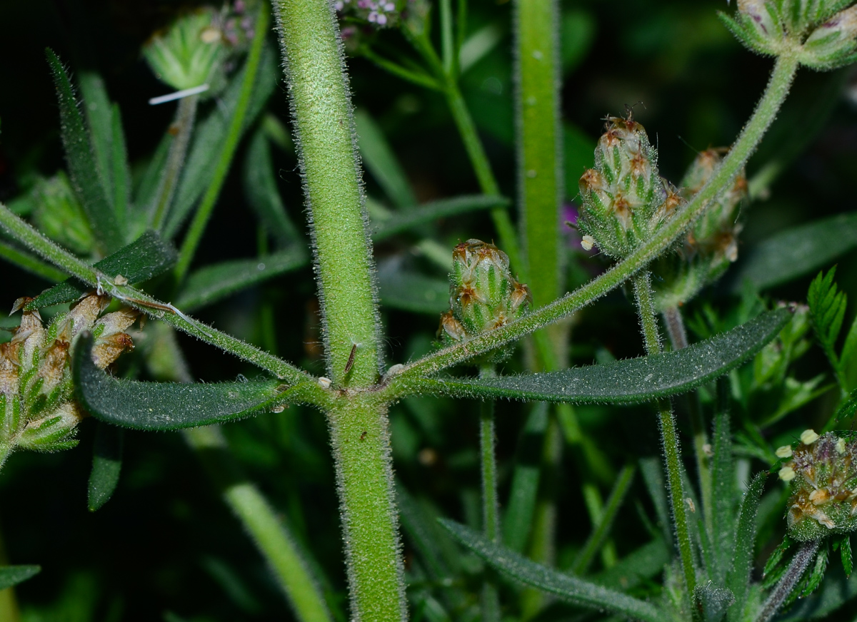 Изображение особи Plantago afra.