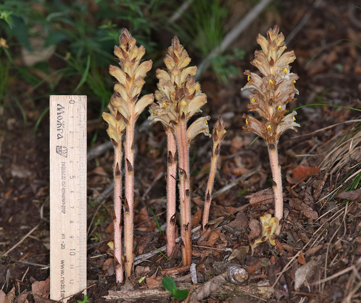 Image of genus Orobanche specimen.