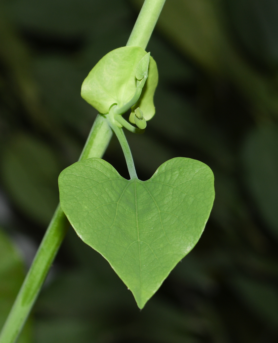 Image of Aristolochia gigantea specimen.