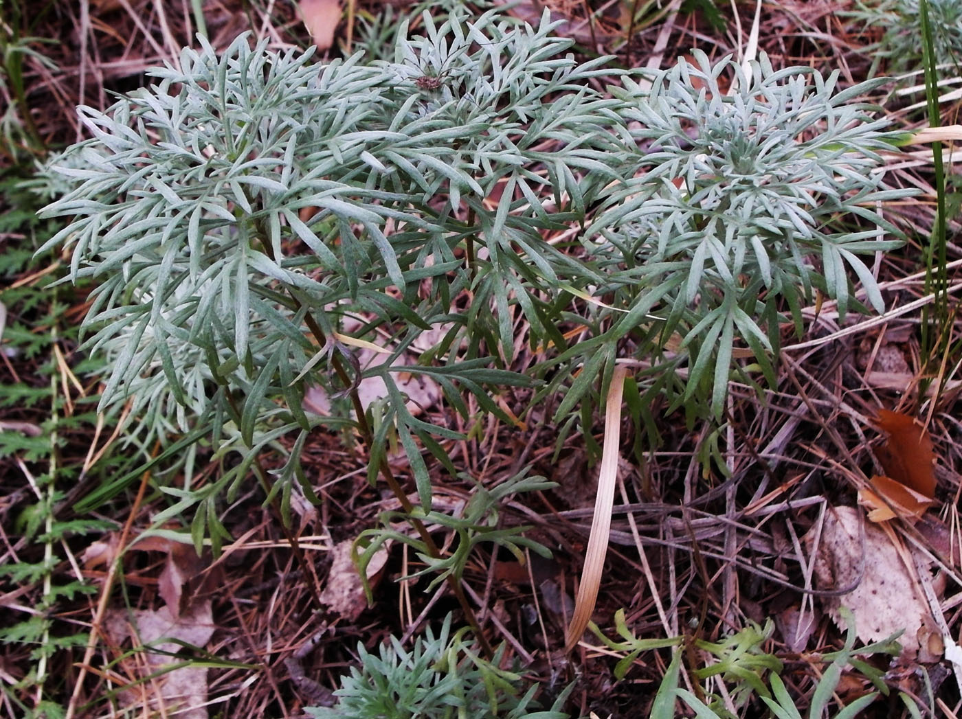 Image of Artemisia sericea specimen.