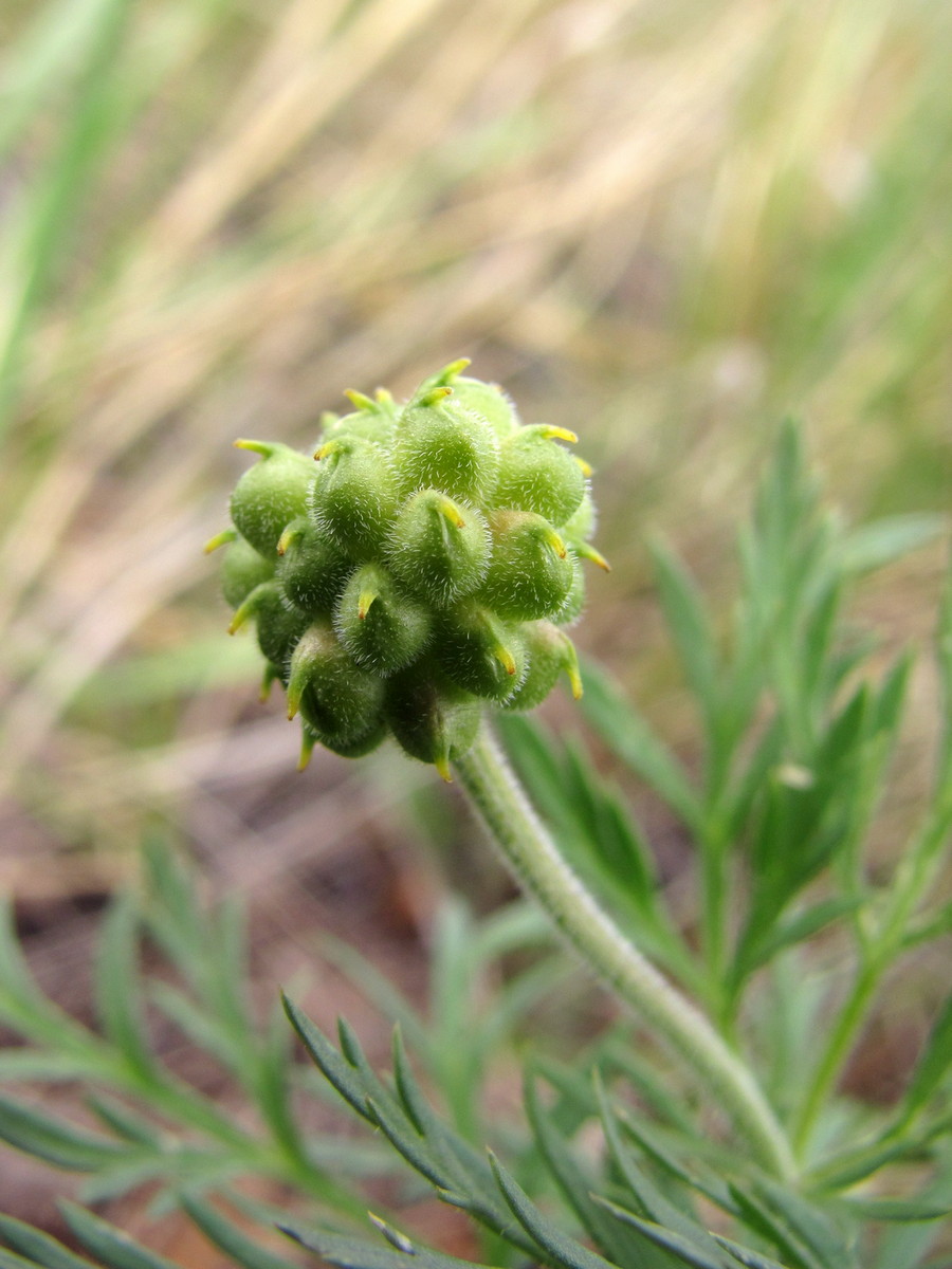 Image of Adonis villosa specimen.