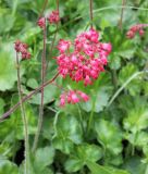 Heuchera sanguinea. Соцветие. Коми, окр. г. Сыктывкар, пос. Максаковка, дачный участок. 05.07.2019.